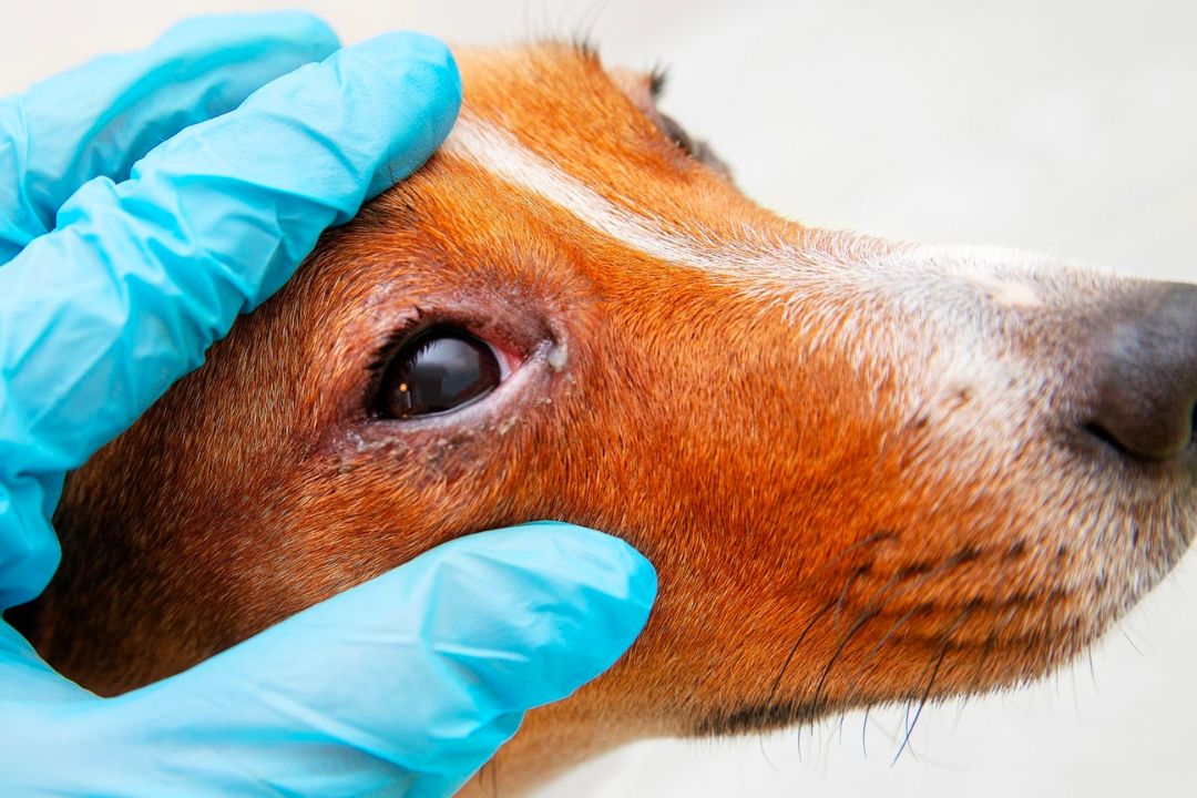 Symptoms of Pink Eye in Dog and How to Spot Them Pettable